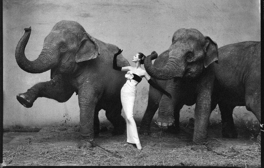 Supermodel Dovima poses with elephants for Richard Avedon